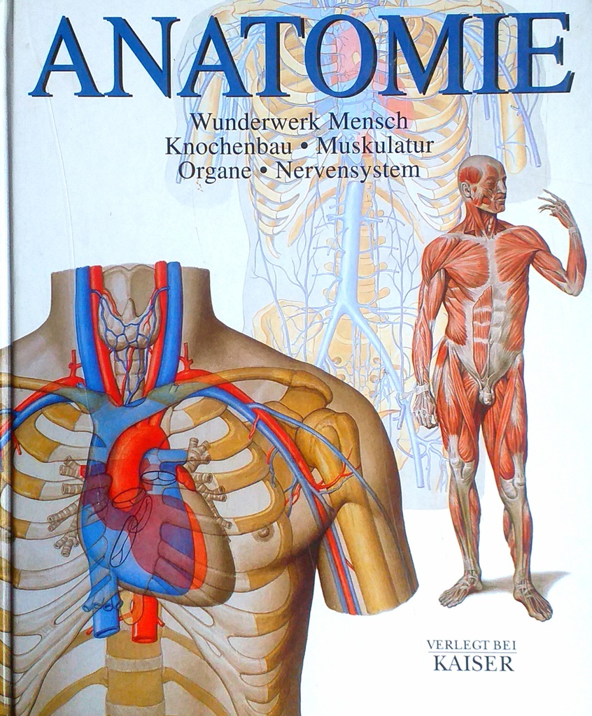 ANATOMIE