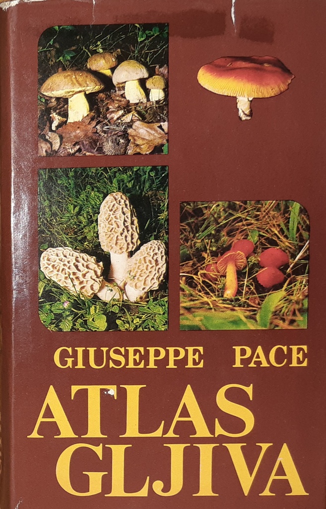 ATLAS GLJIVA